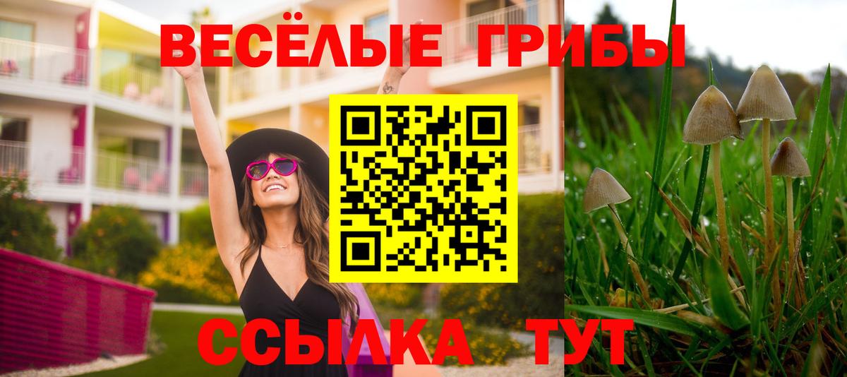 Псилоцибиновые грибы Psilocybine cubensis Бийск