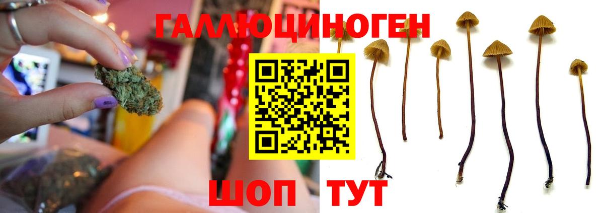 Псилоцибиновые грибы ЛСД  Вход с VPN  Бийск  Галлюциногенные грибы Psilocybe 
